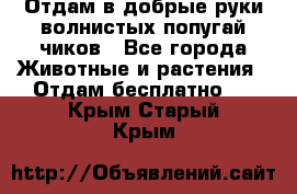 Отдам в добрые руки волнистых попугай.чиков - Все города Животные и растения » Отдам бесплатно   . Крым,Старый Крым